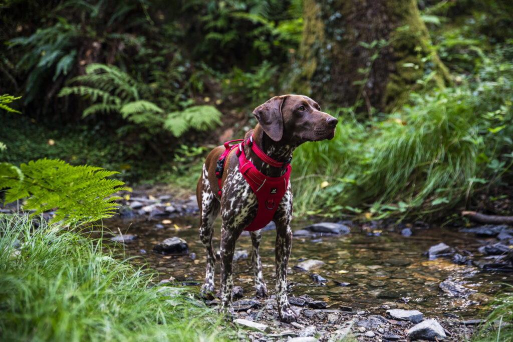 The Benefits of Using a Dog Harness
