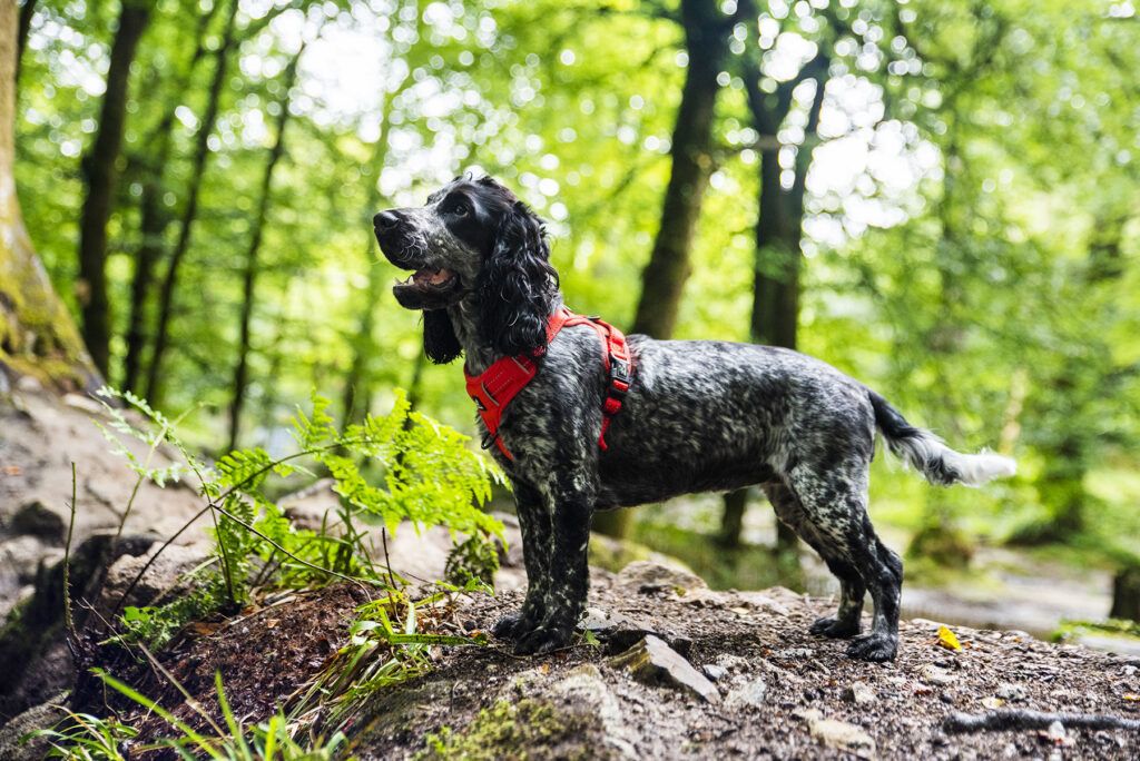 Autumn Dog Harnesses